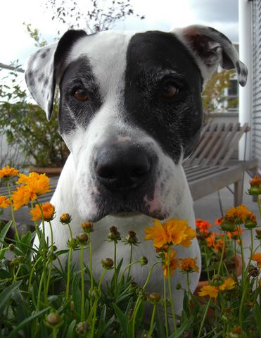 Der Blumenhund / Juli 2008