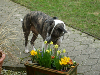 Der Frühling Richt Gut