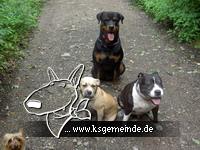 DIE HUNDE BANDE