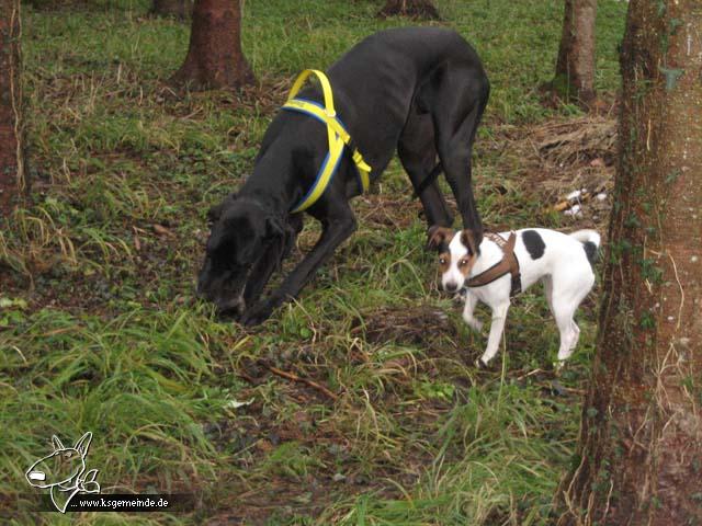 Die Waldgeister Buster und Blaire