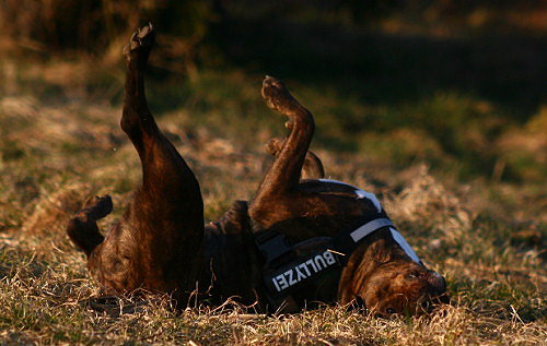 Diva In Der Abendsonne