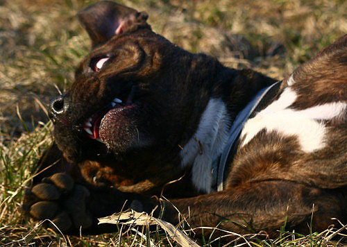 Diva In Der Abendsonne