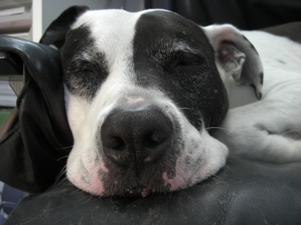 Don der Bürohund - Im Arbeitszimmer Auf Seinem Sessel