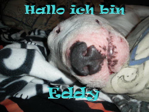 Dr.eddy Stellt Sich Vor