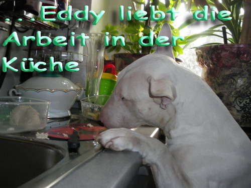 Dr.eddy Stellt Sich Vor