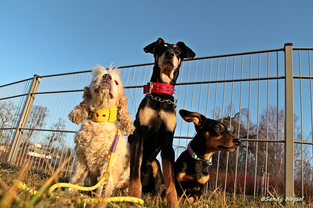 Eddie 14,5 Jahre geworden Luci und Maja