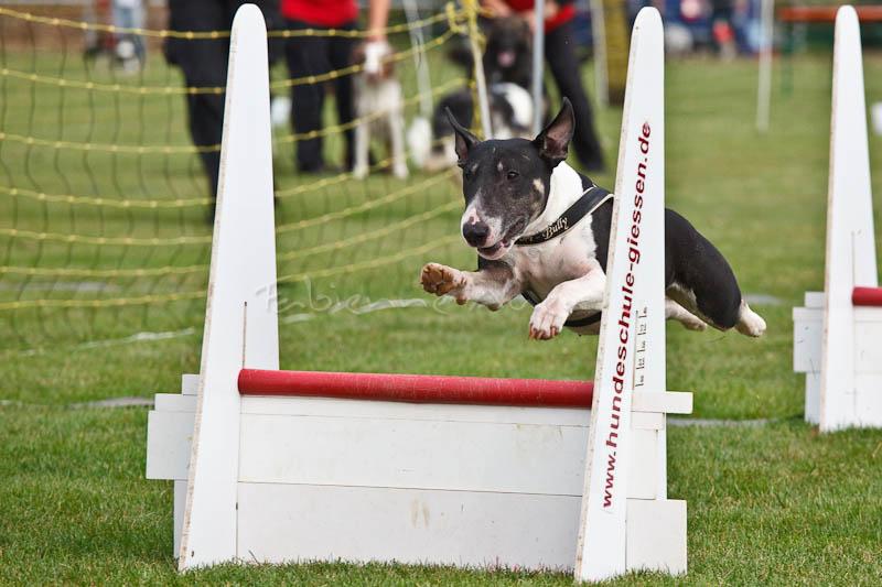 Flyball