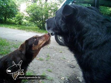 Frieder und das Zwergmonster