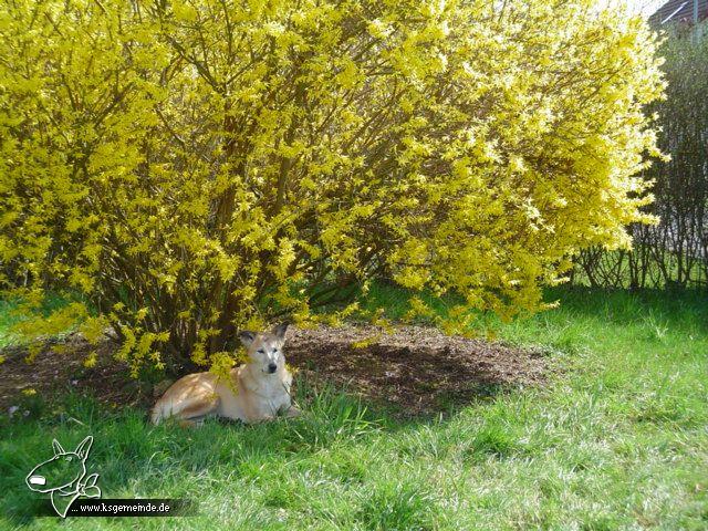 Frühlingsimpression mit Hund