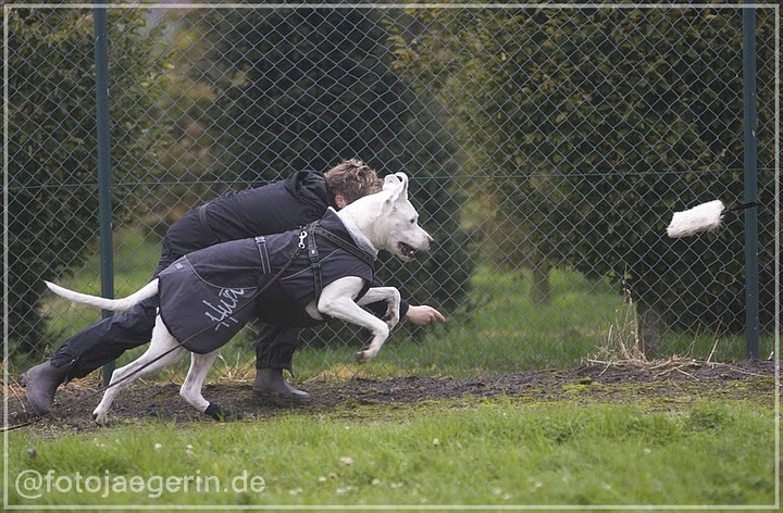 Gemeinsame Seitenlinie