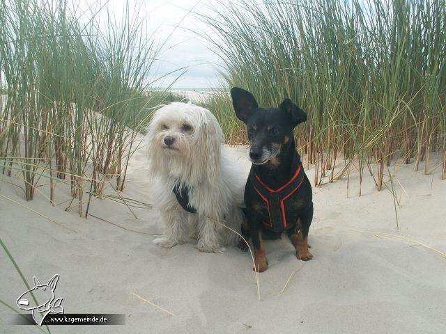 Gipsy und Teresa in den Dünen