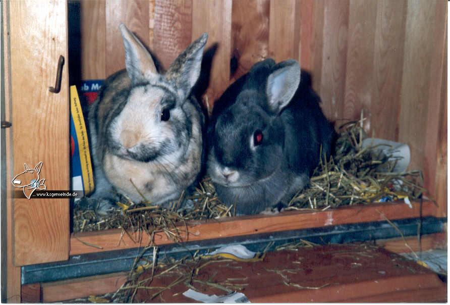 Gismo (leider verstorben) & Pepita