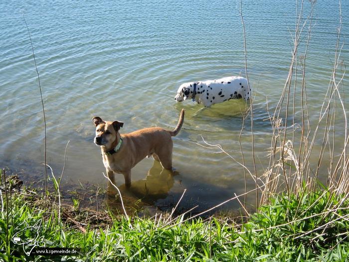 Gonzo und Bugsy