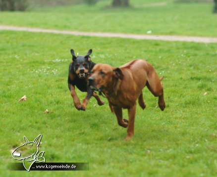 hierjageichridgebacks