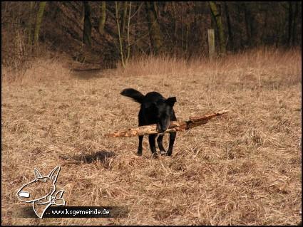 Holzfäller Stasky