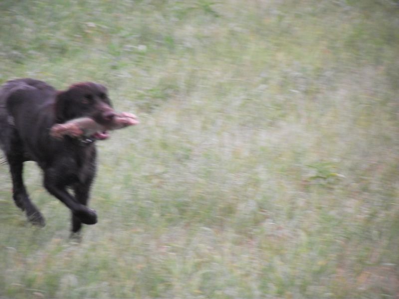 Hundeausbildung - Schleppe