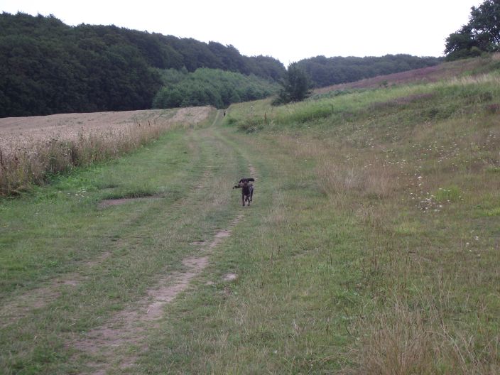 Hundeausbildung - Schleppe