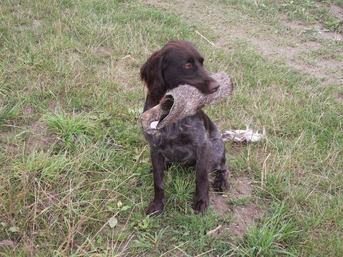 Hundeausbildung - Schleppe