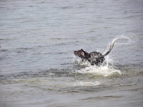 Hundeausbildung - Wasser