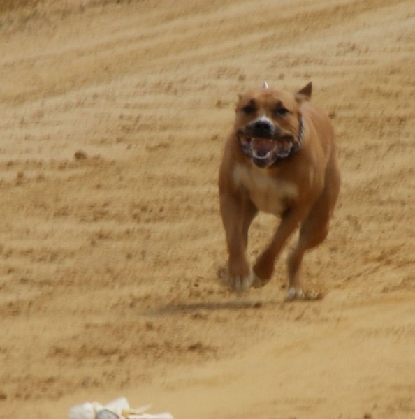 Hunderennen