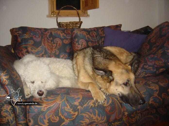 Hundesofa