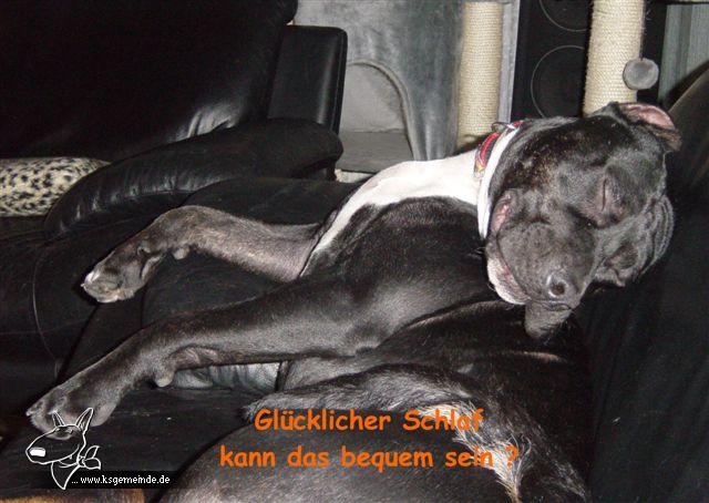 Hundi-bilder