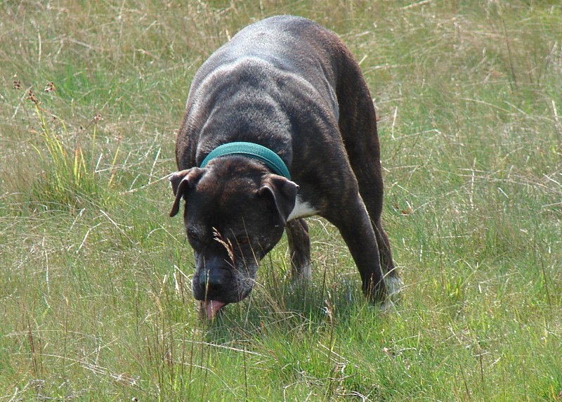 In Der Westruper Heide, Juni 09