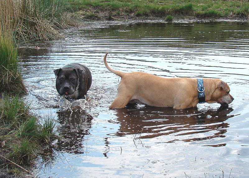 In Der Westruper Heide, Juni 09