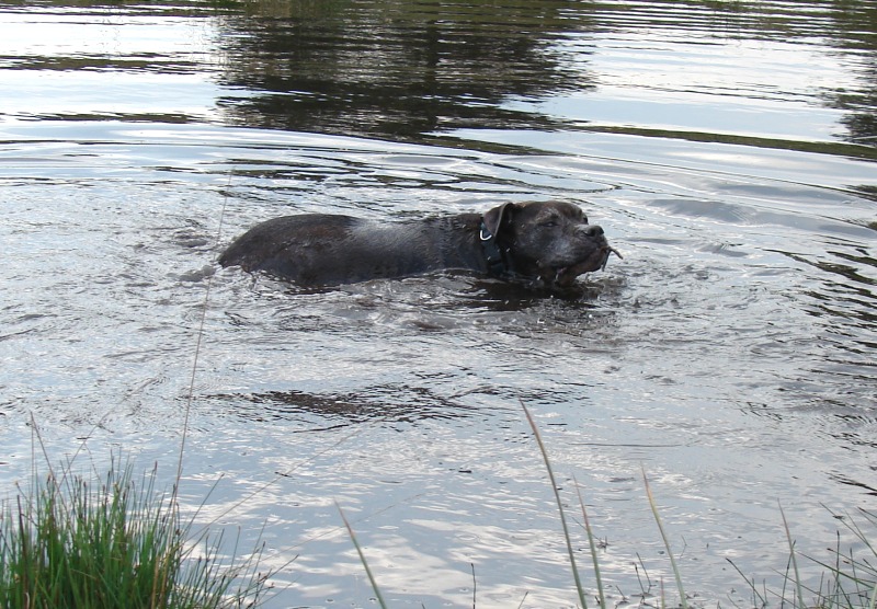 In Der Westruper Heide, Juni 09