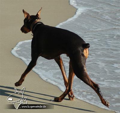 Jago-am-Strand