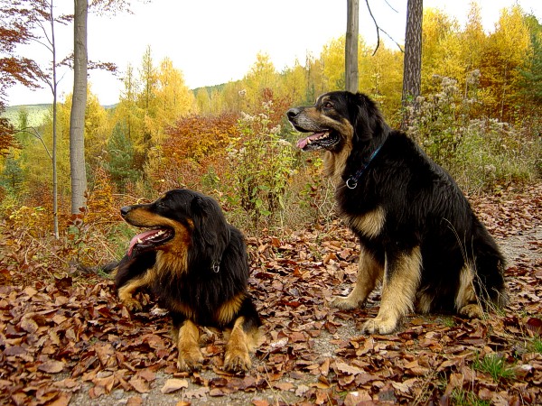 Jason Und Dustyn Im Bunten Herbstwald