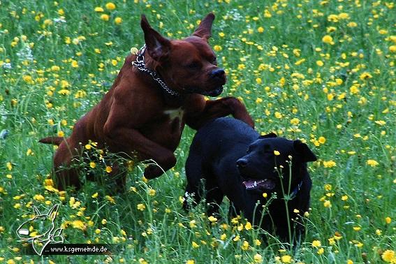 Jeany und Majnoun