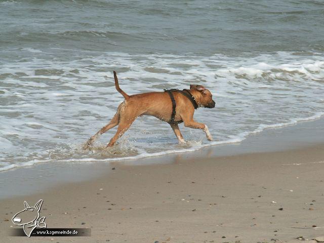 Jojo im Urlaub auf Norderney