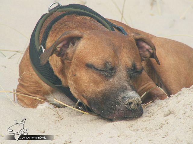 Jojo im Urlaub auf Norderney