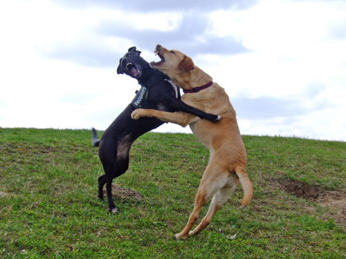 Joy Und Hannah Beim Toben