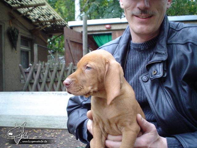 JOY von Borsdorf - Vizslagrund