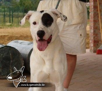 Junior Dogo Argentino