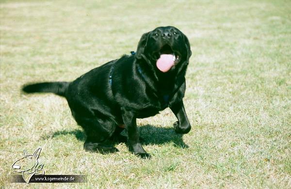 Kalle - unser schwarzes Monster