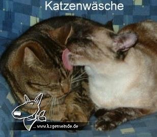 Katzenwäsche