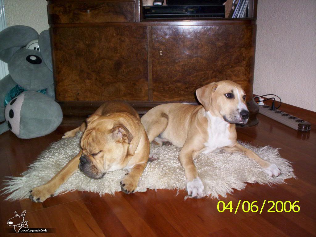 Kira und Ruby (Continental Bulldog)