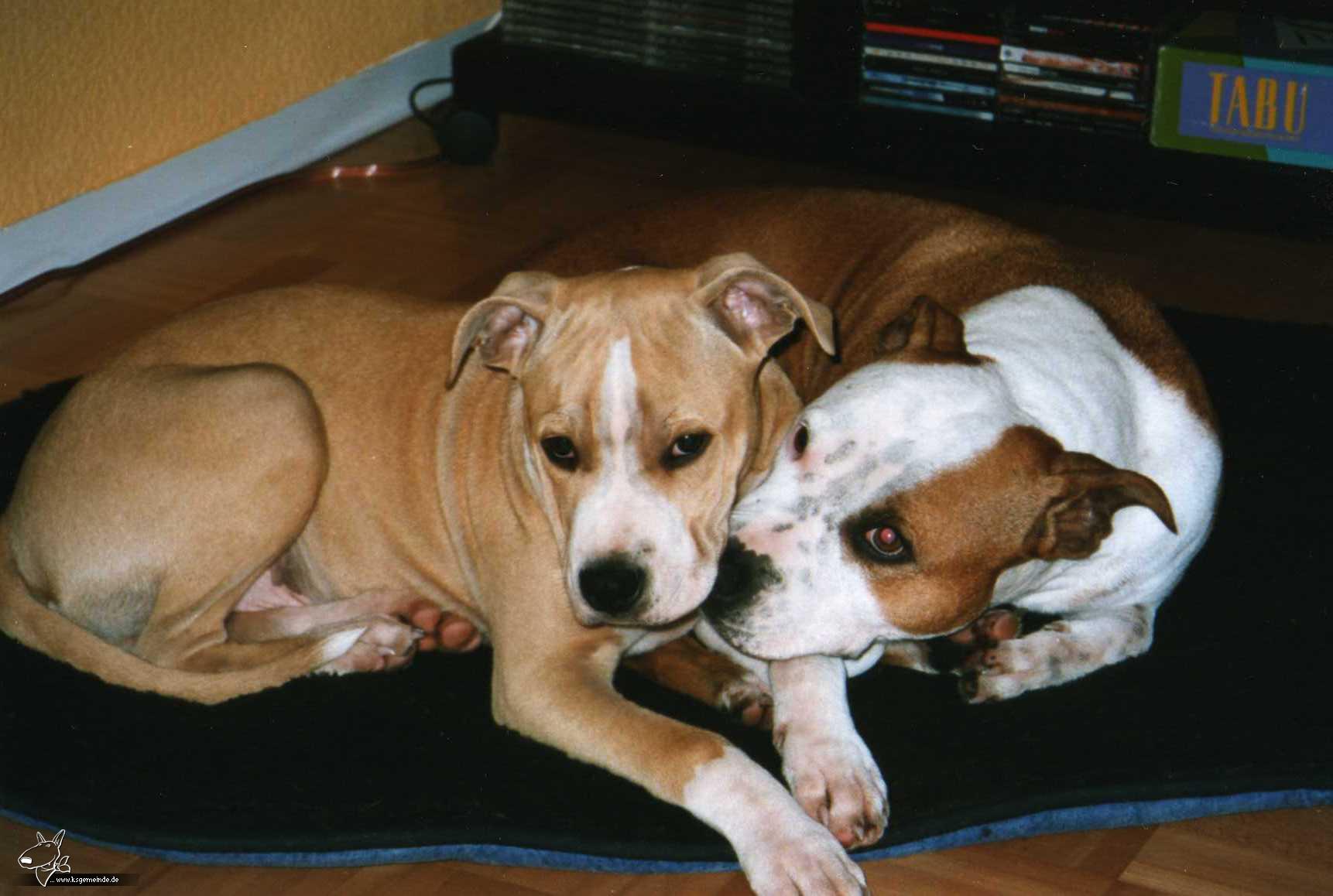 "klein" Vito 6 Monate und Genie 6 Jahre