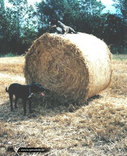 Kleiner Hund großer Ballen