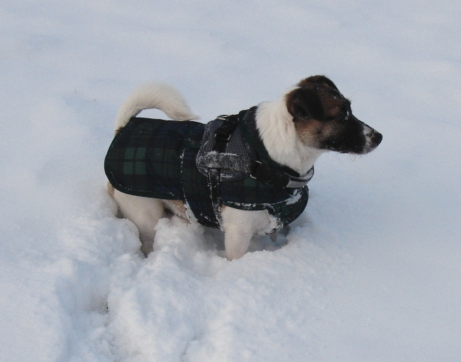 Kojak Im Schnee