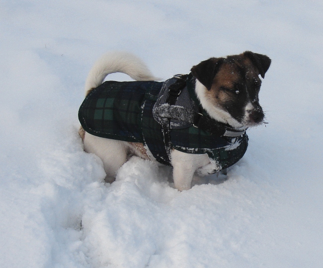 Kojak Im Schnee