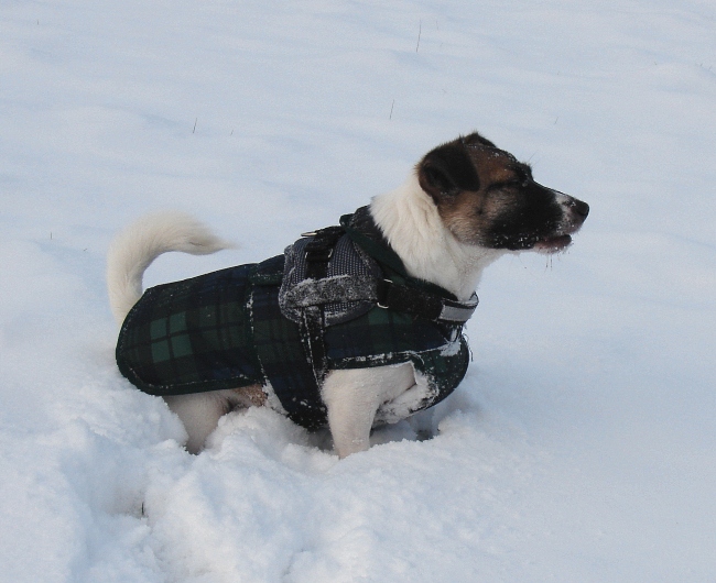 Kojak Im Schnee