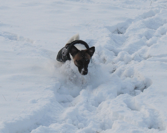 Kojak Im Schnee