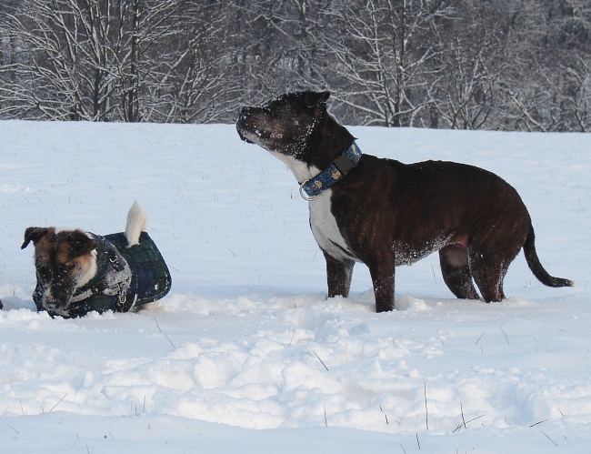 Kojak Und Lilou Im Schnee