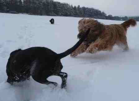 Laika Und Ecoly In Aktion I