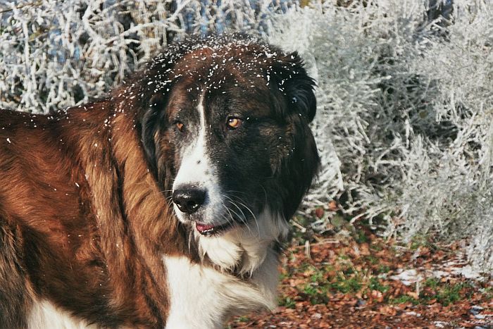 Laura¸s Hundeherrschaften