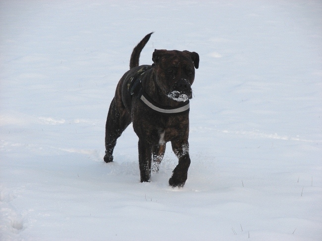 Lenni Im Schnee